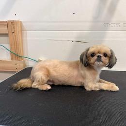 Reba - Shih Tzu