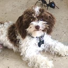 Chip - Poodle