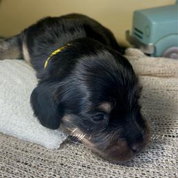 Adonis - Black and tan male Dachshund puppy in Jena, Louisiana from Amy’s Mini Doxies