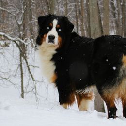 Josey - Australian Shepherd