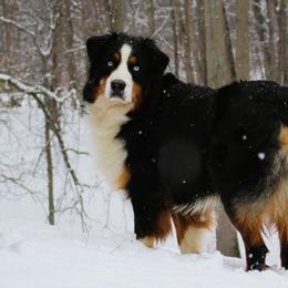 Josey - Australian Shepherd