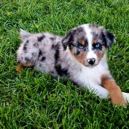 Orion - Blue merle male Australian Shepherd puppy in Calvert City, Kentucky from Timber Creek Aussies