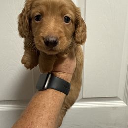 Dachshund Puppies from 5F Dachshunds