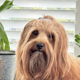 Marley - Havana Silk Dog
