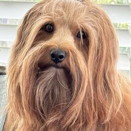 Marley - Havana Silk Dog