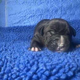 Black Male - Black male American Bully puppy in Union County, North Carolina from XLRG BULLIES
