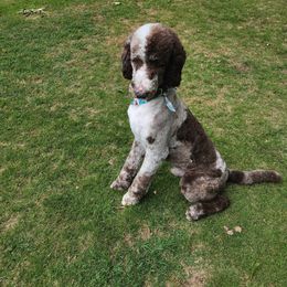 Sheepadoodle puppies from Love Tallulah Sheepadoodles LLC