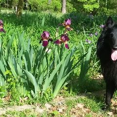 Belgian Sheepdogs from Suzanne Parodi's Belgian Sheepdogs