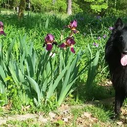 Belgian Sheepdogs from Suzanne Parodi's Belgian Sheepdogs