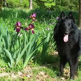 Belgian Sheepdogs from Suzanne Parodi's Belgian Sheepdogs