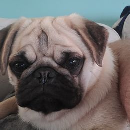 Peaches - Pug