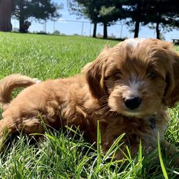 Bernedoodle Puppies from Birdies Mini Bernedoodles