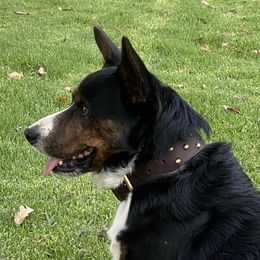 Jack Jack - Cardigan Welsh Corgi