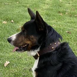 Jack Jack - Cardigan Welsh Corgi