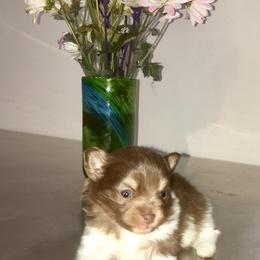 Pomeranian Puppies from PawSitive Therapy Pomeranians