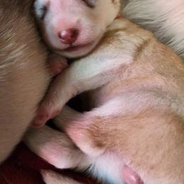 Thumbalina, pink collar girl - Red and white female Alaskan Malamute puppy in Grayson County, Virginia from River Bend Malamutes