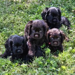 Cocker Spaniel Puppies from Cocker Paradise