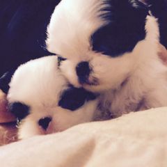 Japanese Chin and Pug Puppies from Ni Kokoro Japanese Chin