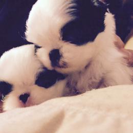 Japanese Chin and Pug Puppies from Ni Kokoro Japanese Chin