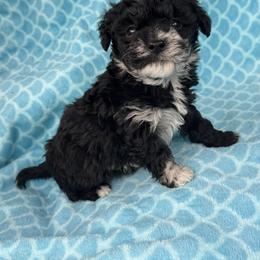Cooper - Black & white male Maltipoo puppy in Lancaster, Kentucky from Dream Paws Puppies, LLC