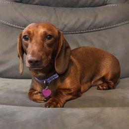 Twixy - Dachshund