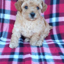 Lacy - Apricot female Poodle puppy in Hurricane Mills, Tennessee from Scenic Hills Kennels