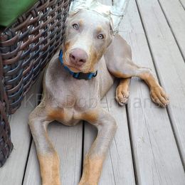 Doberman Pinscher Puppies from KB's Dobermans