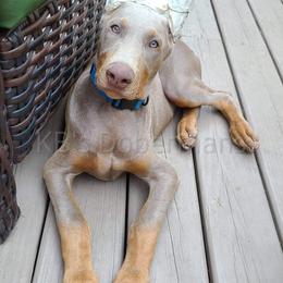 Doberman Pinscher Puppies from KB's Dobermans
