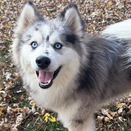 Lynx - Pomsky