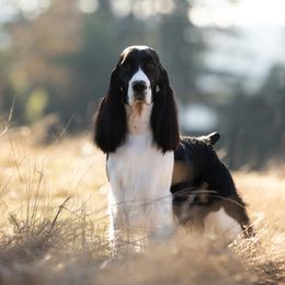 Siri - English Springer Spaniel