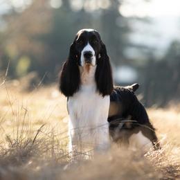 Siri - English Springer Spaniel
