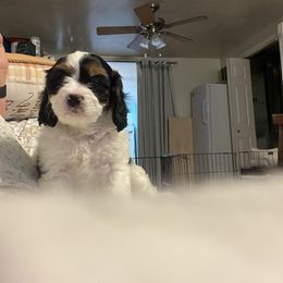 Cavalier King Charles Spaniel, Cavapoo, Maltipoo, and Poodle Puppies from Lainy's Puppies