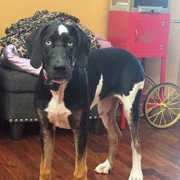 Great Dane Puppies from Sovereignty Woods Great Danes