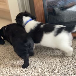 Dachshund Puppies from Meyerhaus (Weenie-Corn Ranch)