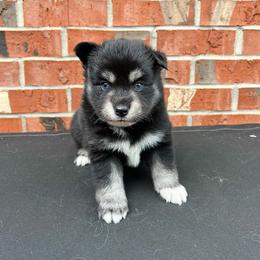 Luigi - Black and white male Pomsky puppy in Henderson, Kentucky from Paris Pomskies