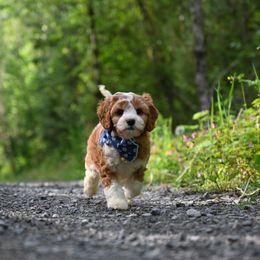 Cavapoo, Cockapoo, and Poodle Puppies from Heavenly Puppies to Love