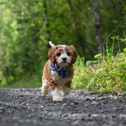 Cavapoo, Cockapoo, and Poodle Puppies from Heavenly Puppies to Love
