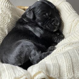 Giant Schnauzer Puppies from Schnauzer Ranch