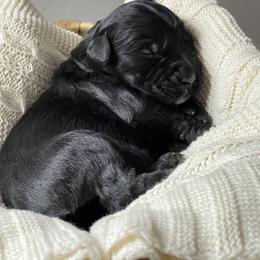Giant Schnauzer Puppies from Schnauzer Ranch