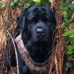 Labrador Retrievers from Beach Bum Labradors