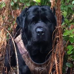 Labrador Retrievers from Beach Bum Labradors