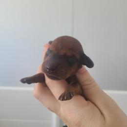 Boy 4 - Red male Dachshund puppy in Okeechobee, Florida from Far Far Away Dachshunds