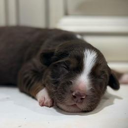 Chilly - Red tri female Miniature Australian Shepherd puppy in Lakeport, California from Akins Aussies/Wild Rose Ranch