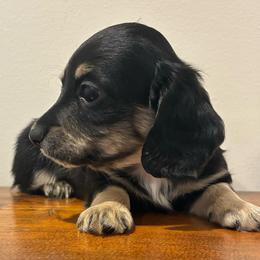 Fir - Black and cream male Dachshund puppy in Dobson, North Carolina from Oakleys Dachshund Haven