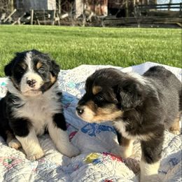 Australian Shepherd Puppies from White Silo Aussies