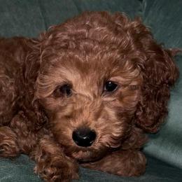 Seabreeze - Red  female Poodle puppy in Seminole, Oklahoma from TruPoodles, Oklahoma AKC Mini poodles
