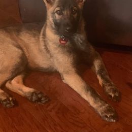 German Shepherd Puppies from Alte Schule Shepherds