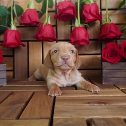 Bud - AKC - Red male Dachshund puppy in Miami, Florida from Oscar's Dachshunds