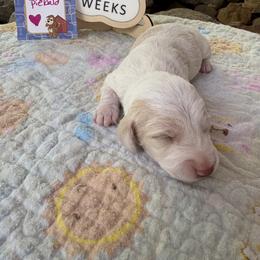 Light red piebald - Piebald female Dachshund puppy in Helenville, Wisconsin from Remarkable Doxies