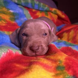 Weimaraner Puppies from North Georgia Weims